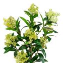 SIMMIA - Skimmia Japonica décoratif artificiel hauteur 75cm