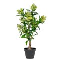 SIMMIA - Skimmia Japonica décoratif artificiel hauteur 75cm