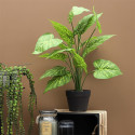 Plante Arum d'Italie Artificielle 55cm
