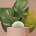Eponge naturelle en Konjac tous types de peaux