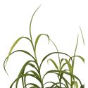 Dracaena décoratif artificiel hauteur 68cm - CAENA